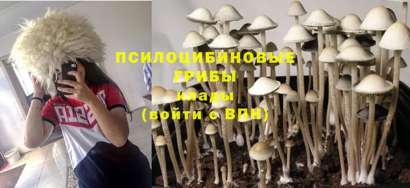 Псилоцибиновые грибы Magic Shrooms  продажа наркотиков  Нижнеудинск 